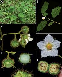 Image result for Solanum schumannianum