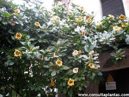 Image result for Solandra maxima