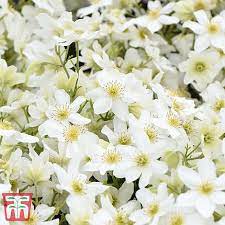 We did not find results for: Clematis X Cartmanii Avalanche Thompson Morgan