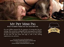 But all pigs are quite you can not expect to buy a pig around 15 pounds and expect him to stop growing. My Pet Mini Pig What To Expect When You Get Your First Pig American Mini Pig Online Store