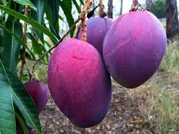 Purple Mango (Yuwen) – Lunti Plant Nursery