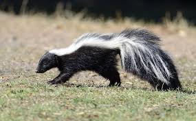 Believe it or not, skunks are repelled by this smell, but not their own spray! 6 Ways To Stop Skunks From Digging Up Lawn