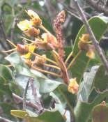 Image result for Acridocarpus natalitius