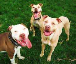 Amstaff 4 mesi in animali. Quando Smette Di Crescere Un Pitbull