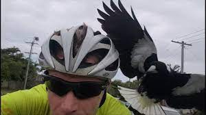 Magpie attacks aren't as common as you (and the media) might think. Magpies Attack Only Bird In The World That Hates Cyclists Youtube