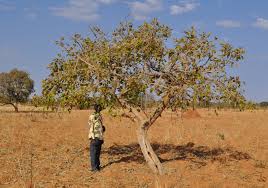Image result for Vitex madiensis