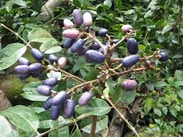 Image result for Pachylobus