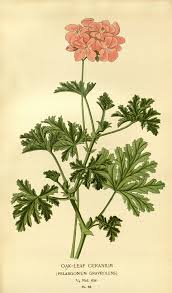 Image result for Pelargonium graveolens