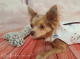 Check spelling or type a new query. Freebook Tutorial Schnittmuster Jacke Fur Hunde