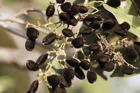 Image result for Dialium schlechteri