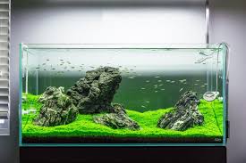 Organic soil contains many essential nutrients for plants, and the texture closely matches the lake bottoms or riverbanks. Guide To Planted Aquarium Aquascaping Iwagumi Glass Aqua