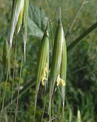 Image result for Grona barbata