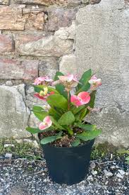 Image result for Euphorbia pfeilii