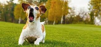 A puppy howling or a puppy learning to howl is the cutest thing ever. Dog Barking Sound Free Sound Effects Animal Sounds