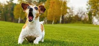 Check spelling or type a new query. Dog Barking Sound Free Sound Effects Animal Sounds