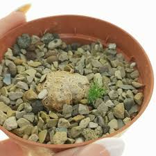 Image result for Eriospermum