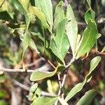 Image result for Euclea undulata