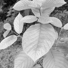 Image result for Mitragyna stipulosa