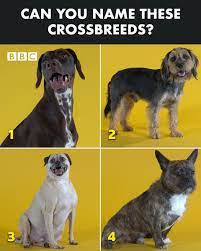Therefore when you are thinking of buying one of this wonderful tiny pet, keep. Pooch Perfect Uk On Twitter Guess That Mix Can You Guess Which Two Dogs Make Up These Handsome Cross Breeds Comment Below Answers Revealed During Tonight S Poochperfect At 8pm Https T Co Ai23t0maxw