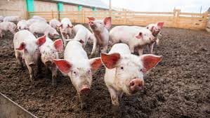 Am porci de vanzare la un pret fb pentru mai multe detali sunati.porci sunt crescuti eco. FÄrÄ Porc De CrÄciun Pesta PorcinÄ A Lovit Cei Mai SÄraci Oameni Digi24