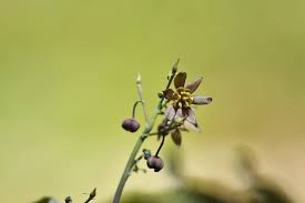 Image result for Hermannia boraginiflora