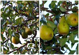 Und kam die goldene herbsteszeit, und die birnen leuchteten weit und breit, da stopfte, der von ribbeck sich beide taschen voll, und kam in pantinen ein junge daher Ein Birnbaum In Seinem Garten Stand Hummelstein