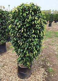 However, it's more manageable indoors and doesn't exceed 2 m in height. Amazing Plant Ficus Black Plant Benjamina Ficus Black Live Plant With Pot Amazon In Garden Outdoors