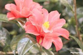 Camellia Japonica Flower How To Plant Care For Different Varieties Plantopedia