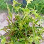 Image result for Cyanotis lanata