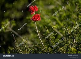 Image result for Schotia afra