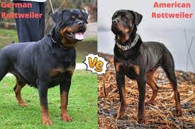 American Vs German Rottweiler Which Is Right For You