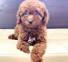 Toy Poodle Puppies For Sale In 2020 Poodle Puppies For Sale Toy Poodle Puppies Poodle Puppy