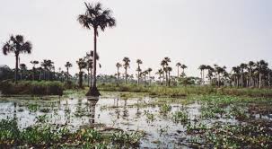 Image result for Syngonanthus welwitschii