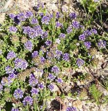 Image result for Otholobium foliosum