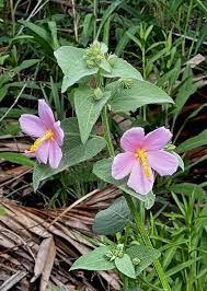 Image result for Kosteletzkya grantii