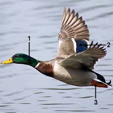 Use This Guide To Identify Mallards In 2020 Mallard Wildlife Animals Birds In Flight
