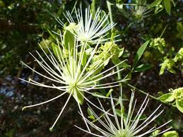 Image result for Maerua juncea