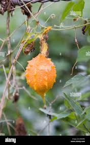 Image result for Momordica balsamina