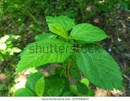 Image result for Corchorus olitorius