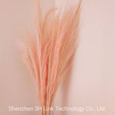 Cortaderia selloana is a species of flowering plant in the poaceae family. Pampas Grass Royal Light Natural 48 Extra Fluffy Dried Boho Wedding Home Decor Centerpiece Bridal Bouquet China Pampas And Dried Pampas Grass Price Made In China Com