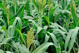 Image result for Hyparrhenia dichroa