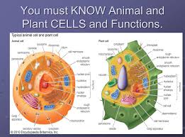 Cell organelles (animal and plant) cells are the fundamental units of life on earth, and they are the building blocks that make up all other living things. Cell And Their Organelles Ppt Video Online Download
