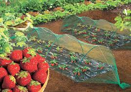 filet de protection pour oiseaux 5x5 m vert jardiland