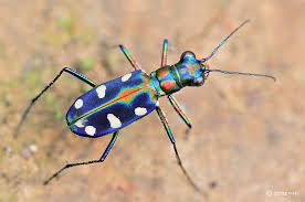 Cicindela Aurulenta Common Name Blue Spotted Or Golden Spotted Tiger Beetle Is A Beetle Of The Family Carabidae Kevers Fotografie