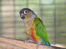 If done selectively, it can achieve a pretty vivid red color, with a tale color ranges from maroon to light red. Pyrrhura Molinae Sordida Yellow Sided Green Cheeked Conure In Zoos