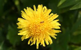 Image result for Ageratinastrum