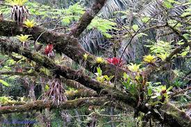 Bromelias De Jaragua Bromeliads Tillandsia Plants