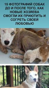 pin na doske zhivotnye