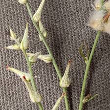 Image result for Sericorema sericea