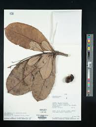 Image result for Antrocaryon nannanii